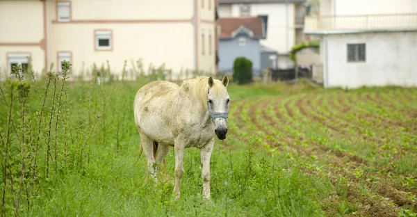 White horse op groene weiden — Stockfoto