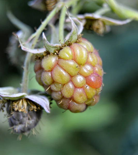 Framboesas orgânicas no mato, cultivo, jardim, comida — Fotografia de Stock