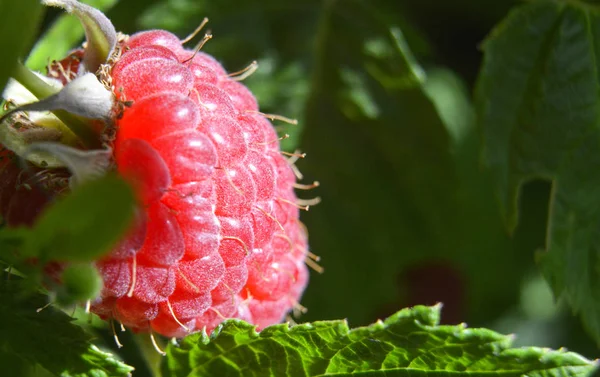 Органічна стигла червона малина на кущі, вирощування, сад, продукти харчування — стокове фото