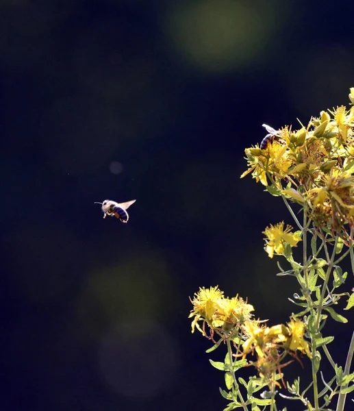 Image d'une abeille sur une fleur jaune d'hypericum perforatum, St. . — Photo