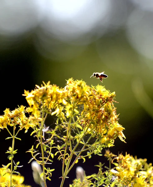 一只蜜蜂对贯叶连翘，圣约翰斯值得黄色花的形象 — 图库照片