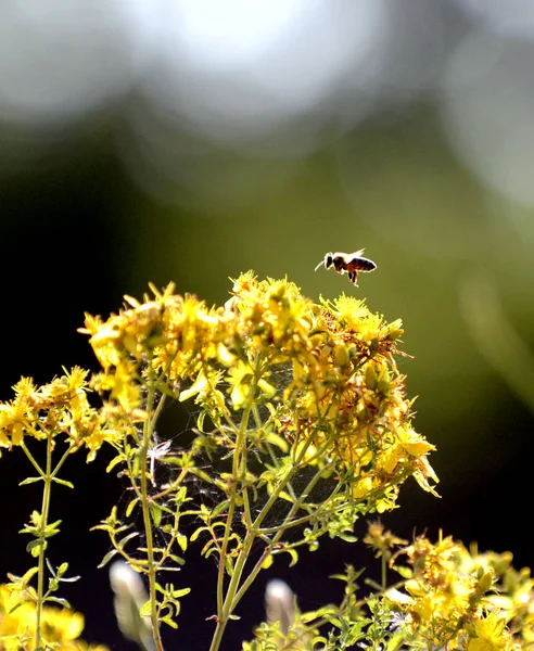 Afbeelding van een honingbij op een gele bloemen van hypericum perforatum, St. john's waard — Stockfoto