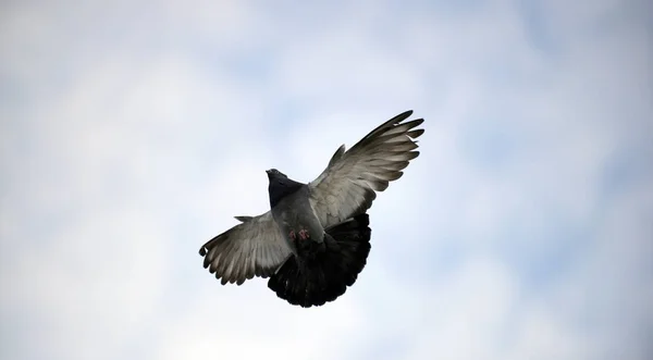 pigeon bird flying.animal theme