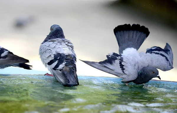 비둘기 음주와 분수에서 물 재생. — 스톡 사진
