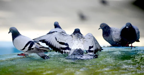 Taube trinkt und spielt Wasser im Brunnen. — Stockfoto