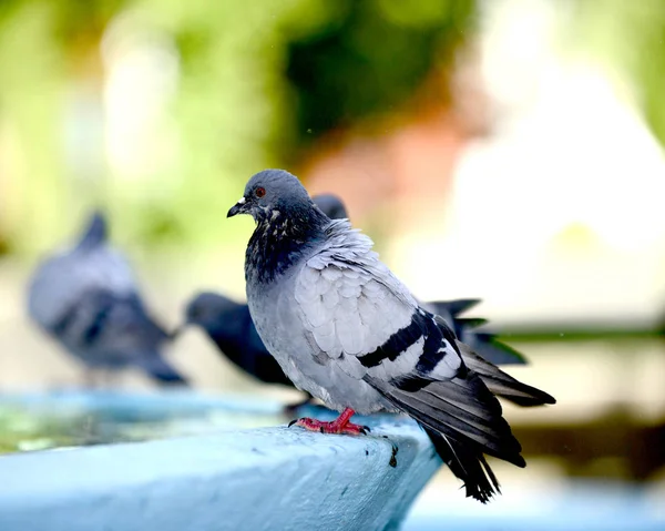 Taube trinkt und spielt Wasser im Brunnen. — Stockfoto