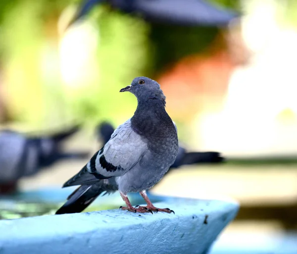 Pigeon drinking and playing water in the fountain. — Stock Photo, Image
