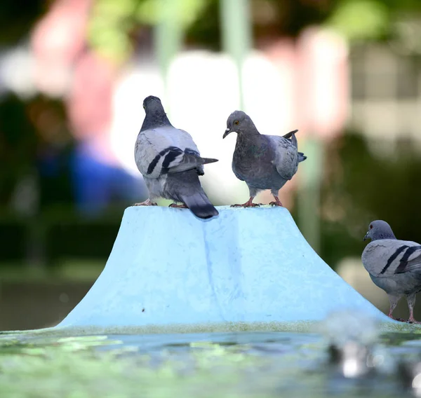 Pigeon drinking and playing water in the fountain. — Stock Photo, Image