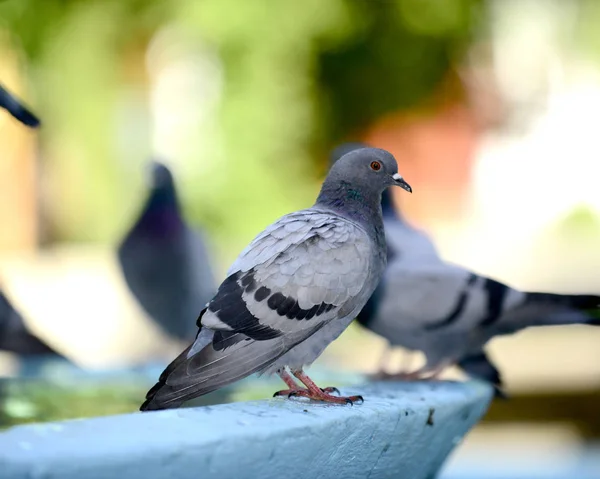 Pombo bebendo e jogando água na fonte . — Fotografia de Stock