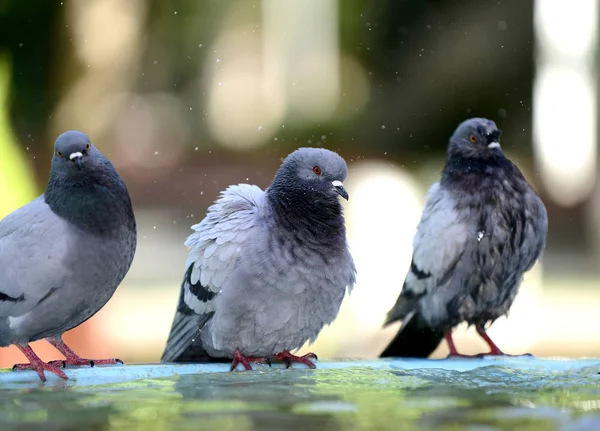 Pombo bebendo e jogando água na fonte . — Fotografia de Stock