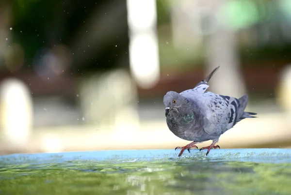 Pombo bebendo e jogando água na fonte . — Fotografia de Stock