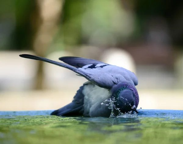 비둘기 음주와 분수에서 물 재생. — 스톡 사진