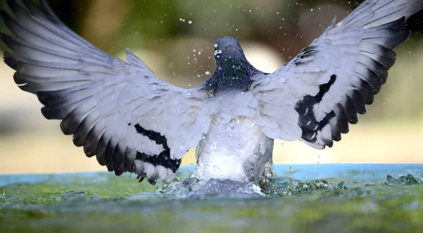 Taube trinkt und spielt Wasser im Brunnen. — Stockfoto