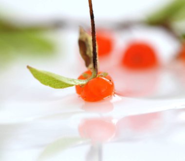 Beyaz arka plan üzerinde yaprakları ile turuncu meyveler şube