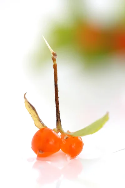 Ramo de bagas de laranja com folhas no fundo branco — Fotografia de Stock