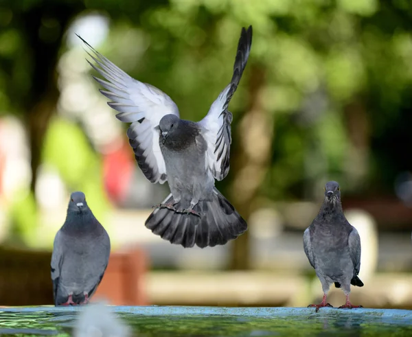 Pigeon refreshing on a water in the fountain — Stock Photo, Image