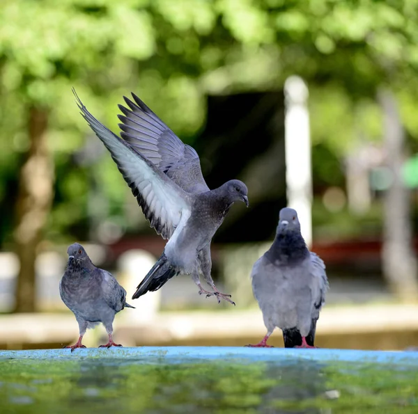 Pigeon refreshing on a water in the fountain — Stock Photo, Image