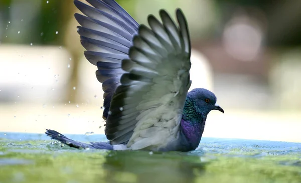 분수에서 물에 상쾌한 비둘기 — 스톡 사진