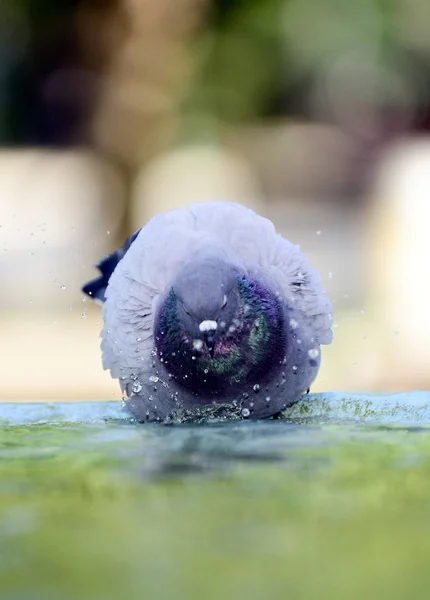 Taube erfrischt sich auf dem Wasser im Brunnen — Stockfoto