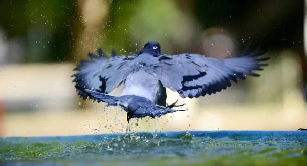 Taube erfrischt sich auf dem Wasser im Brunnen — Stockfoto