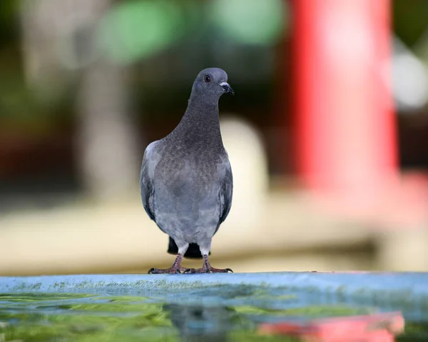 Pombo refrescante em uma água na fonte — Fotografia de Stock