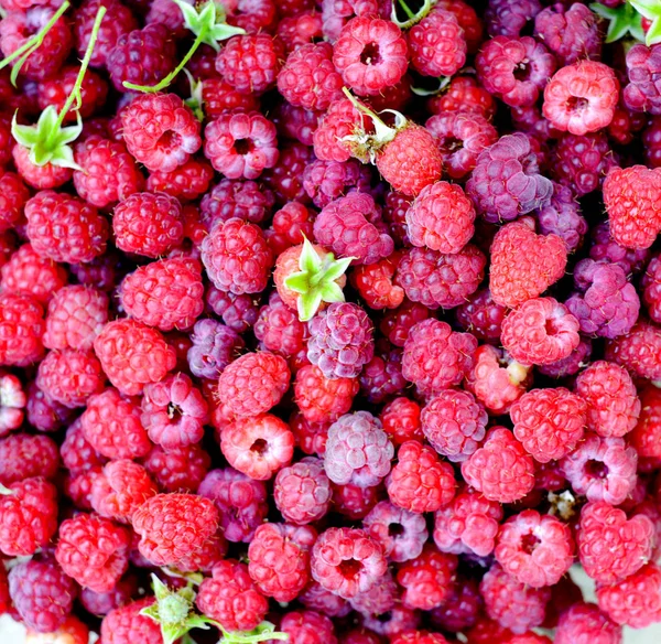 Fresh raspberries background closeup photo — Stock Photo, Image