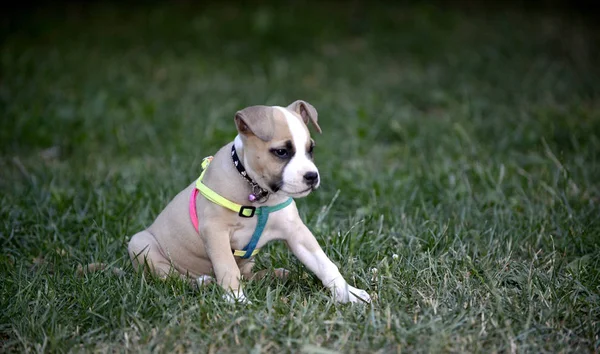 American staffordshire terrier valp utomhus på ett gräs — Stockfoto