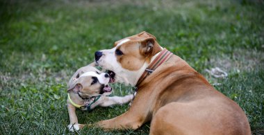 Amerikan staffordshire terrier, fahişe de oynayan köpek