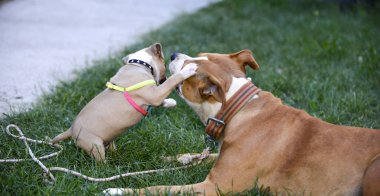 Amerikan staffordshire terrier, fahişe de oynayan köpek