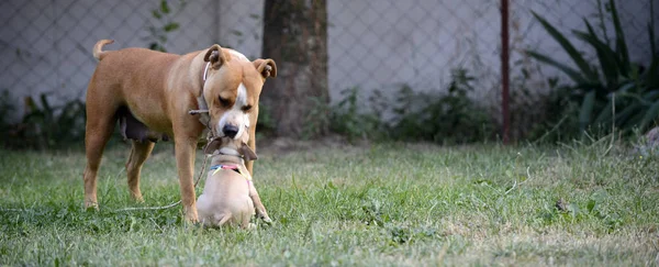 American staffordshire terrier, tik och valp spela — Stockfoto