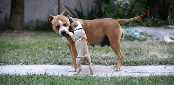 American staffordshire terrier, bitch and puppy playing — Stock Photo, Image