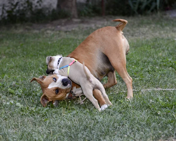 American staffordshire terrier, chienne et chiot jouer — Photo