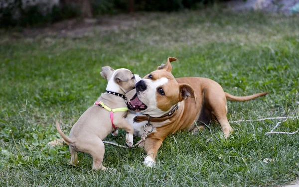 American staffordshire terrier, bitch and puppy playing — Stock Photo, Image