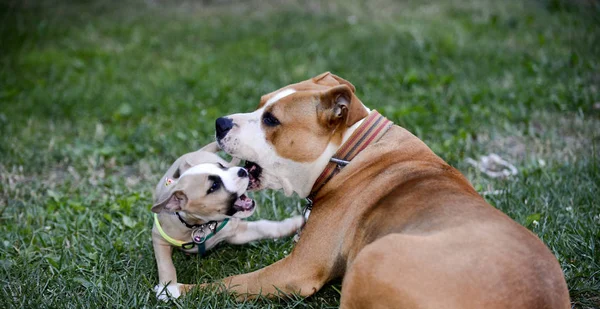 American staffordshire terrier, bitch and puppy playing — Stock Photo, Image