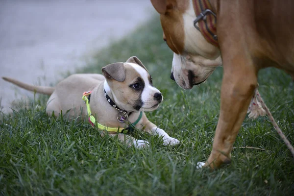 American staffordshire terrier, tik och valp spela — Stockfoto