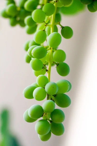 Grüne Trauben, die an den Reben wachsen — Stockfoto