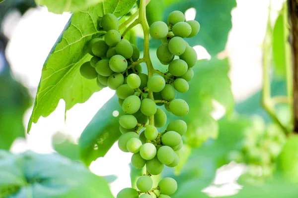 Groene druiven groeien op de wijnstokken — Stockfoto