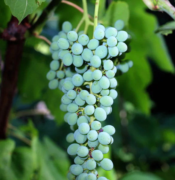 Uvas verdes que crescem nas videiras — Fotografia de Stock