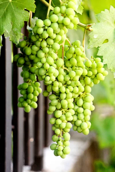 Uvas verdes que crescem nas videiras — Fotografia de Stock