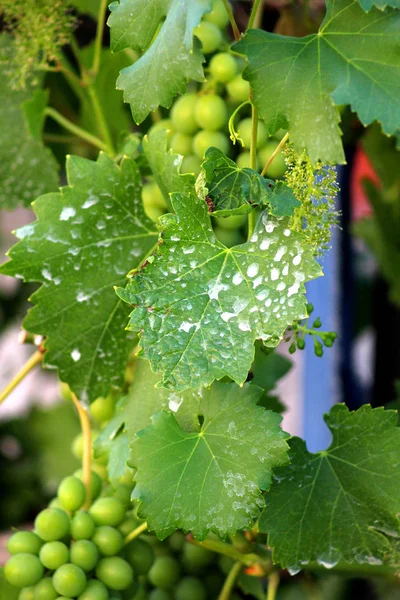 Uvas verdes que crescem nas videiras — Fotografia de Stock