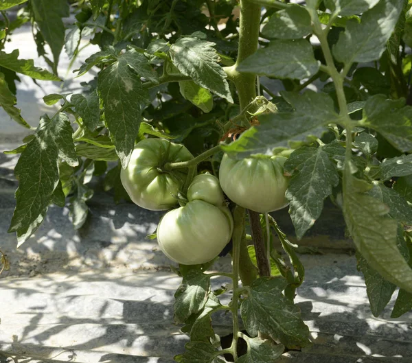 Pomodori ciliegia verdi che crescono in un giardino — Foto Stock