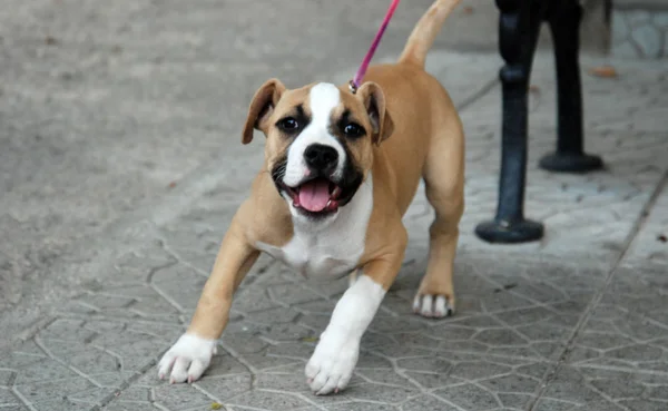 American staffordshire terrier puppy — Stock Photo, Image