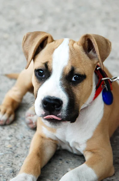 American Staffordshire Terrier cachorro — Fotografia de Stock