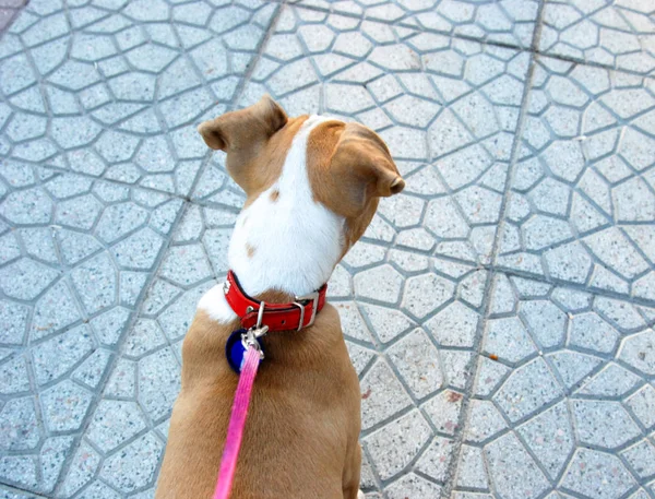 American staffordshire terrier puppy — Stock Photo, Image