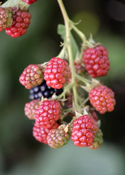 Y moras maduras — Foto de Stock