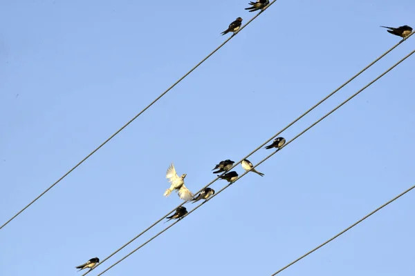 Wallows sitting on wires — Stock Photo, Image