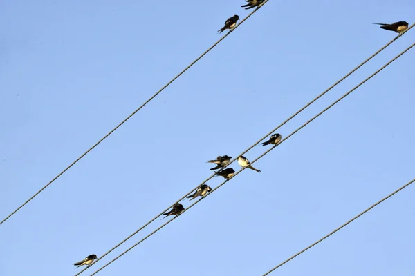 Wallows sitting on wires — Stock Photo, Image