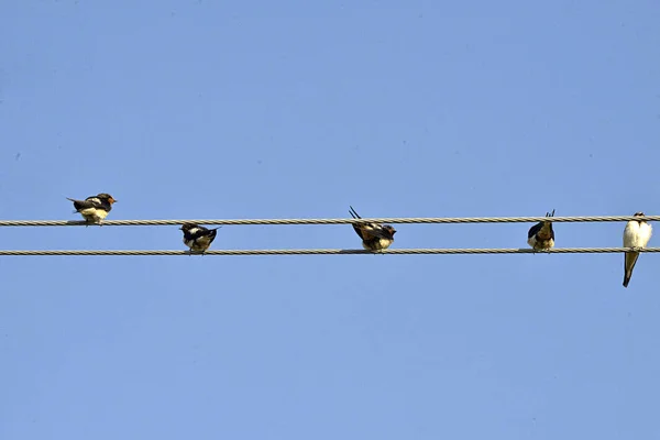 Wallows sitting on wires — Stock Photo, Image