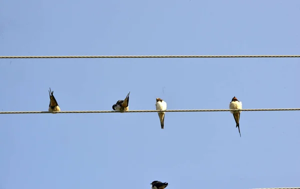 Wallows sitting on wires — Stock Photo, Image