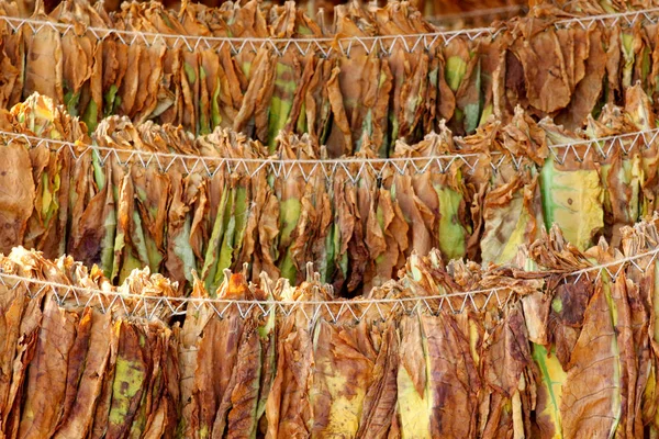 Tobacco leaves drying on the morning sun — Stock Photo, Image